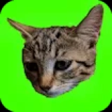Catch Cats