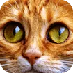 Jigsaw Puzzle Cats