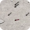 Squash These Ants 2